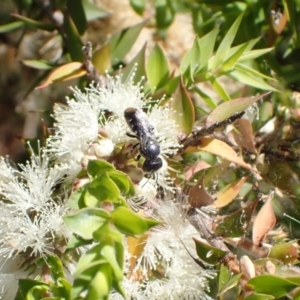 Megachile (Hackeriapis) oblonga at Murrumbateman, NSW - 27 Jan 2023