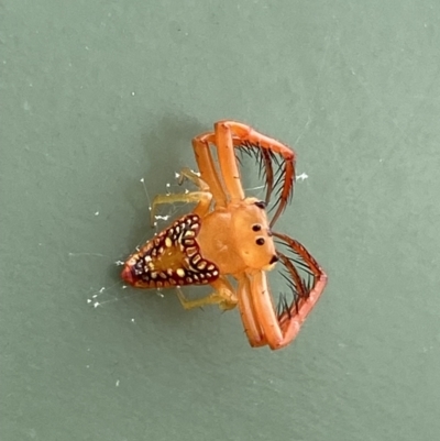 Arkys walckenaeri (Triangle spider) at Lower Molonglo - 27 Jan 2023 by Steve_Bok