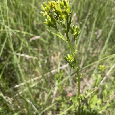Senecio distalilobatus (Distal-lobe Fireweed) at Gibraltar Pines - 21 Jan 2023 by JaneR