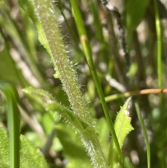 Senecio distalilobatus at Paddys River, ACT - 21 Jan 2023