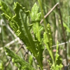 Senecio distalilobatus at Paddys River, ACT - 21 Jan 2023