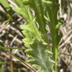 Senecio distalilobatus at Paddys River, ACT - 21 Jan 2023