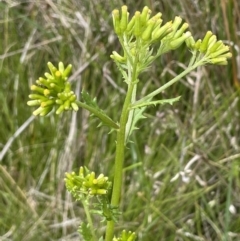 Senecio distalilobatus (Distal-lobe Fireweed) at Booth, ACT - 26 Jan 2023 by JaneR