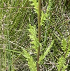 Senecio distalilobatus at Booth, ACT - 26 Jan 2023 02:38 PM