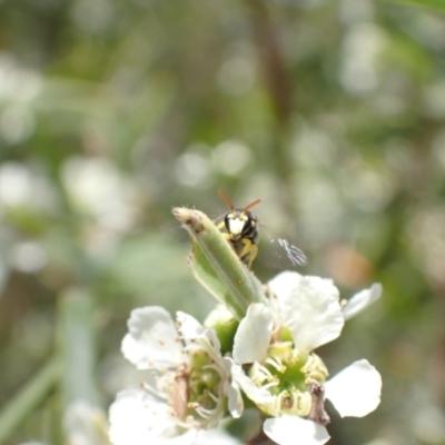 Hylaeus (Gnathoprosopis) euxanthus (Plasterer bee) at Murrumbateman, NSW - 26 Jan 2023 by SimoneC