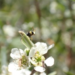 Hylaeus (Gnathoprosopis) euxanthus at Murrumbateman, NSW - 26 Jan 2023