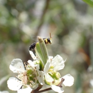 Hylaeus (Gnathoprosopis) euxanthus at Murrumbateman, NSW - 26 Jan 2023