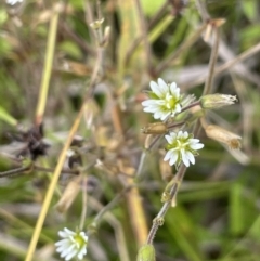 Cerastium glomeratum (Sticky Mouse-ear Chickweed) at Namadgi National Park - 26 Jan 2023 by JaneR