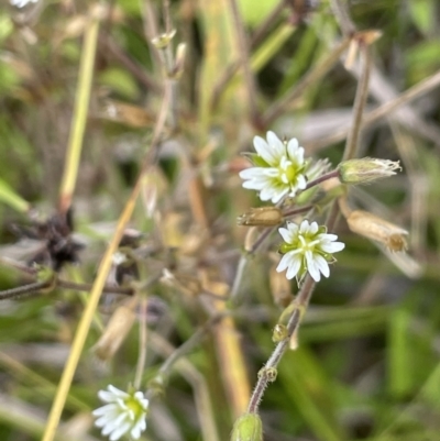 Cerastium glomeratum (Sticky Mouse-ear Chickweed) at Booth, ACT - 26 Jan 2023 by JaneR