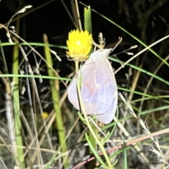 Heteronympha merope (Common Brown Butterfly) at Acton, ACT - 27 Jan 2023 by JimL