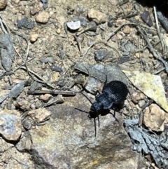 Adelium porcatum (Darkling Beetle) at Acton, ACT - 27 Jan 2023 by JimL