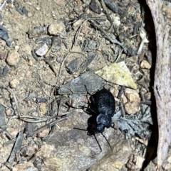 Adelium porcatum at Acton, ACT - 27 Jan 2023 10:04 PM