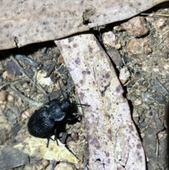 Adelium porcatum at Acton, ACT - 27 Jan 2023 10:04 PM