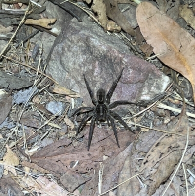 Tasmanicosa sp. (genus) (Unidentified Tasmanicosa wolf spider) at Black Mountain - 27 Jan 2023 by JimL