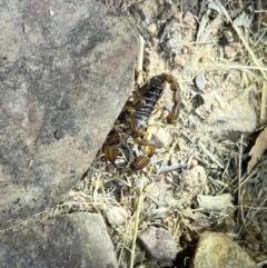 Urodacus manicatus (Black Rock Scorpion) at Black Mountain - 27 Jan 2023 by JimL