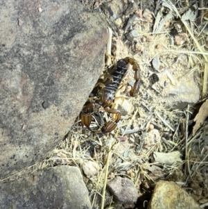 Urodacus manicatus at Acton, ACT - 27 Jan 2023 09:59 PM