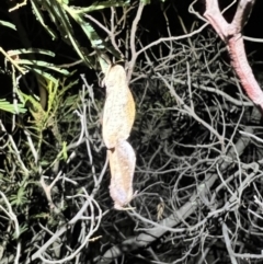 Elhamma australasiae (A Swift or Ghost moth (Hepialidae)) at Acton, ACT - 27 Jan 2023 by JimL