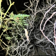 Elhamma australasiae at Acton, ACT - 27 Jan 2023