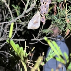 Heteronympha merope (Common Brown Butterfly) at Black Mountain - 27 Jan 2023 by JimL