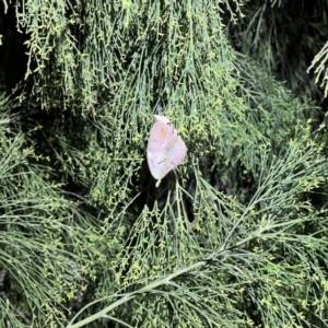 Heteronympha merope at Molonglo Valley, ACT - 27 Jan 2023 09:24 PM