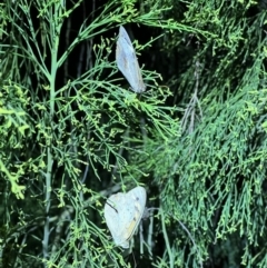 Heteronympha merope at Molonglo Valley, ACT - 27 Jan 2023