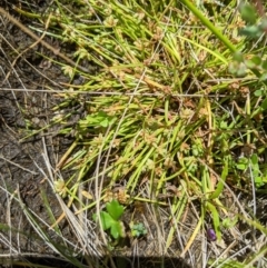 Isolepis gaudichaudiana (Benambra Club-sedge) at Namadgi National Park - 25 Jan 2023 by MattM