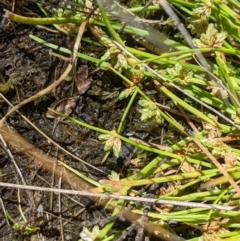 Isolepis gaudichaudiana at Cotter River, ACT - 25 Jan 2023 02:15 PM