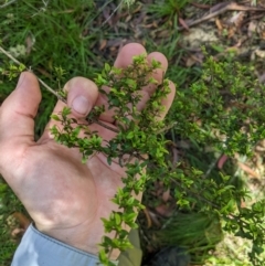 Coprosma quadrifida (Prickly Currant Bush, Native Currant) at Namadgi National Park - 25 Jan 2023 by MattM