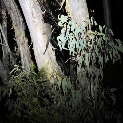 Pseudocheirus peregrinus (Common Ringtail Possum) at Black Mountain - 27 Jan 2023 by JimL