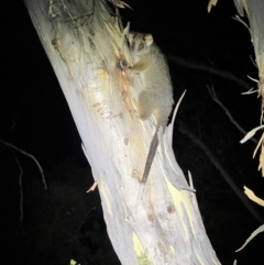 Pseudocheirus peregrinus at Acton, ACT - 27 Jan 2023 10:08 PM