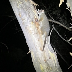 Pseudocheirus peregrinus at Acton, ACT - 27 Jan 2023