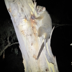 Pseudocheirus peregrinus at Acton, ACT - 27 Jan 2023