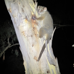 Pseudocheirus peregrinus at Acton, ACT - 27 Jan 2023