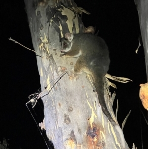 Pseudocheirus peregrinus at Acton, ACT - 27 Jan 2023