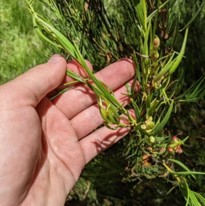 Hakea microcarpa (Small-fruit Hakea) at Namadgi National Park - 25 Jan 2023 by MattM