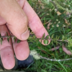 Epacris breviflora (Drumstick Heath) at Namadgi National Park - 25 Jan 2023 by MattM