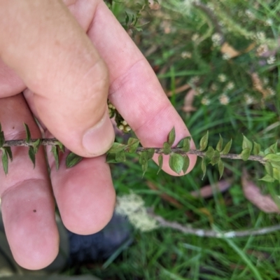 Epacris breviflora (Drumstick Heath) at Namadgi National Park - 25 Jan 2023 by MattM