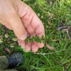 Epacris breviflora at Cotter River, ACT - 25 Jan 2023