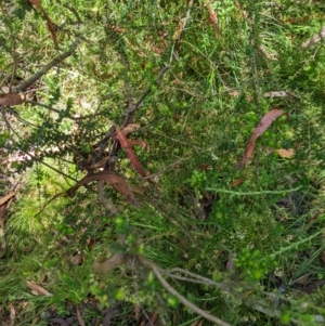 Epacris breviflora at Cotter River, ACT - 25 Jan 2023