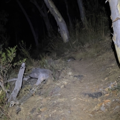 Pseudocheirus peregrinus (Common Ringtail Possum) at Black Mountain - 27 Jan 2023 by JimL