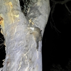 Pseudocheirus peregrinus at Acton, ACT - 27 Jan 2023