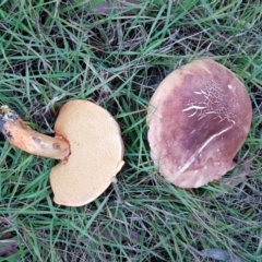 Bolete sp. at Penrose - 23 Jan 2023 by Aussiegall