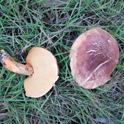 Bolete sp. at Wingecarribee Local Government Area - 23 Jan 2023 by Aussiegall