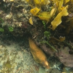 Gymnothorax prasinus (Yellow Moray, Green Moray) at Batemans Marine Park - 27 Jan 2023 by dstarfish