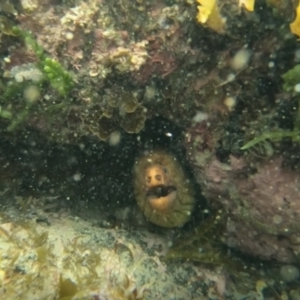 Gymnothorax prasinus at Sunshine Bay, NSW - 27 Jan 2023 05:31 PM