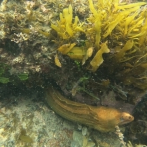 Gymnothorax prasinus at Sunshine Bay, NSW - 27 Jan 2023