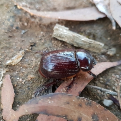 Dasygnathus sp. (genus) (Rhinoceros beetle) at Penrose - 25 Jan 2023 by Aussiegall