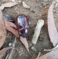 Dasygnathus sp. (genus) at Penrose, NSW - 25 Jan 2023 07:23 PM