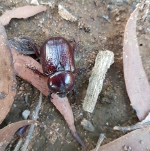 Dasygnathus sp. (genus) at Penrose, NSW - 25 Jan 2023 07:23 PM