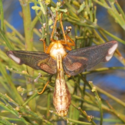 Nymphes myrmeleonoides (Blue eyes lacewing) at Mount Taylor - 27 Jan 2023 by Harrisi